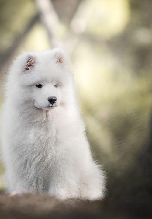 Samoyedo