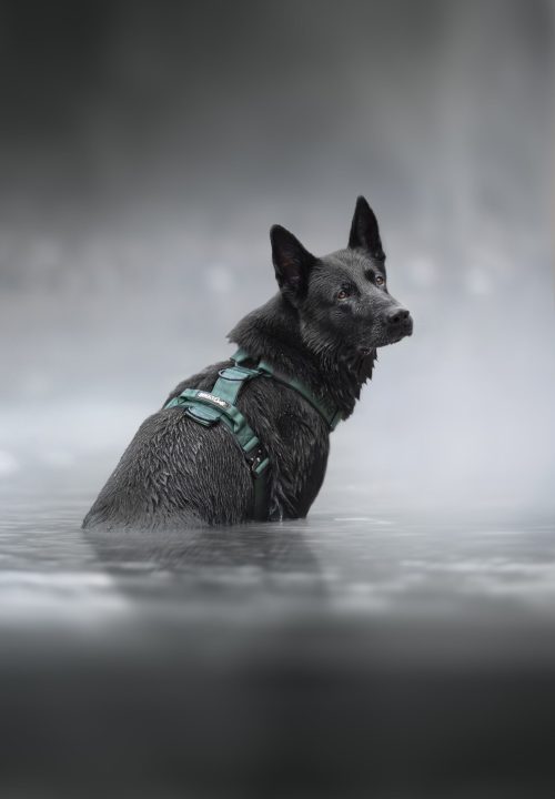 niebla-doggy
